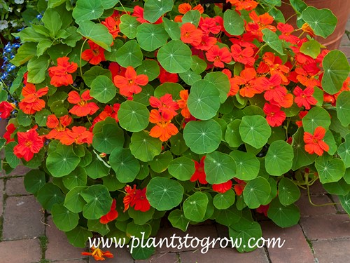 'Fort Hook' Nasturtium (Tropaeolum majus)